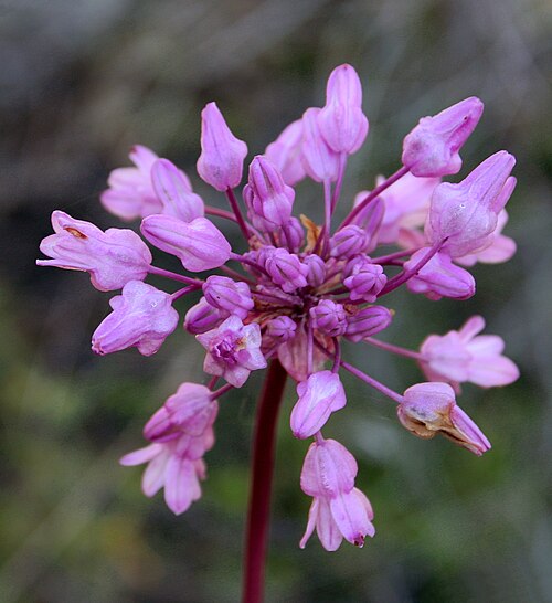 Twining snakelily: Twining Brodiaea or Snake Lily