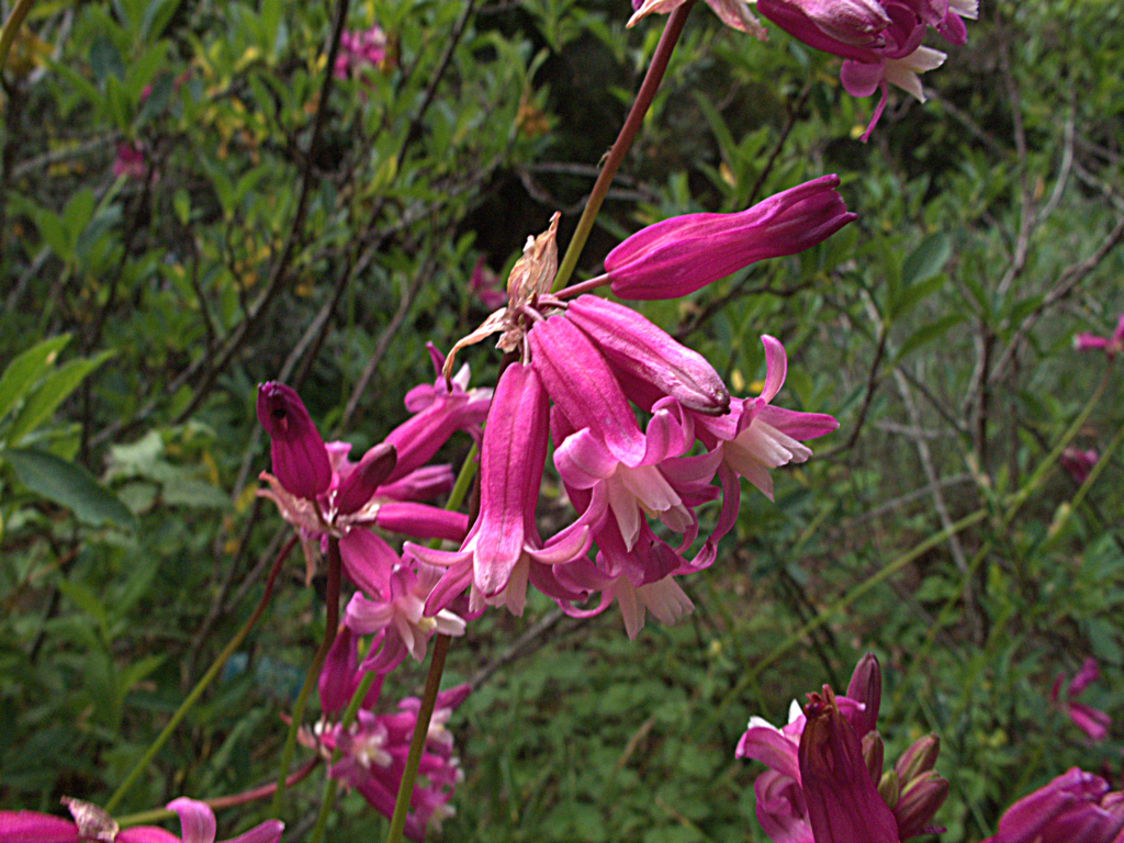 Snakelily: Dichelostemma ×venustum. Taxonomists can't make up their minds how to treat this rose firecracker. D. venustum has been reduced to a footnote under D. ida-maia