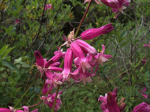 Snakelily: Dichelostemma ×venustum. Taxonomists can't make up their minds how to treat this rose firecracker. D. venustum has been reduced to a footnote under D. ida-maia