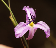 Dichopogon capillipes (Dichopogon capillipes)