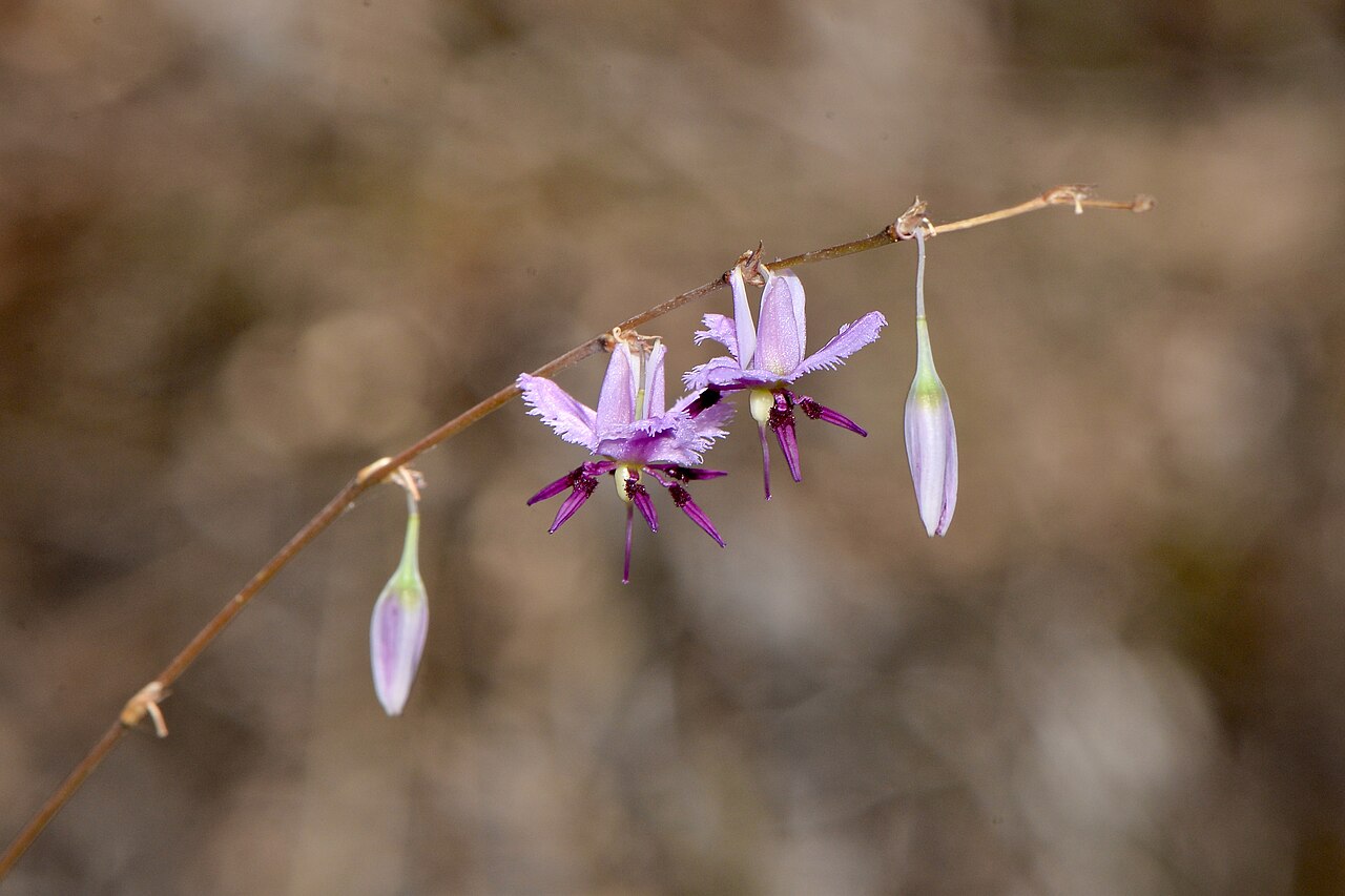 Dichopogon capillipes: Chocolate Lily It’s always lovely to see these flowers at the end of most native plant flowering time. If you stop and smell the flowers, they smell like chocol