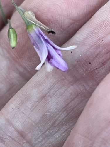 Dichopogon capillipes (Dichopogon capillipes)