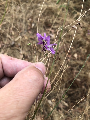Dichopogon capillipes (Dichopogon capillipes)
