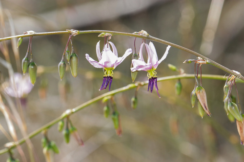 Dichopogon capillipes (Dichopogon capillipes)