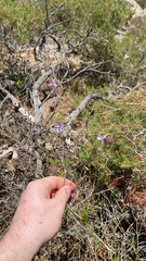 Dichopogon capillipes (Dichopogon capillipes)