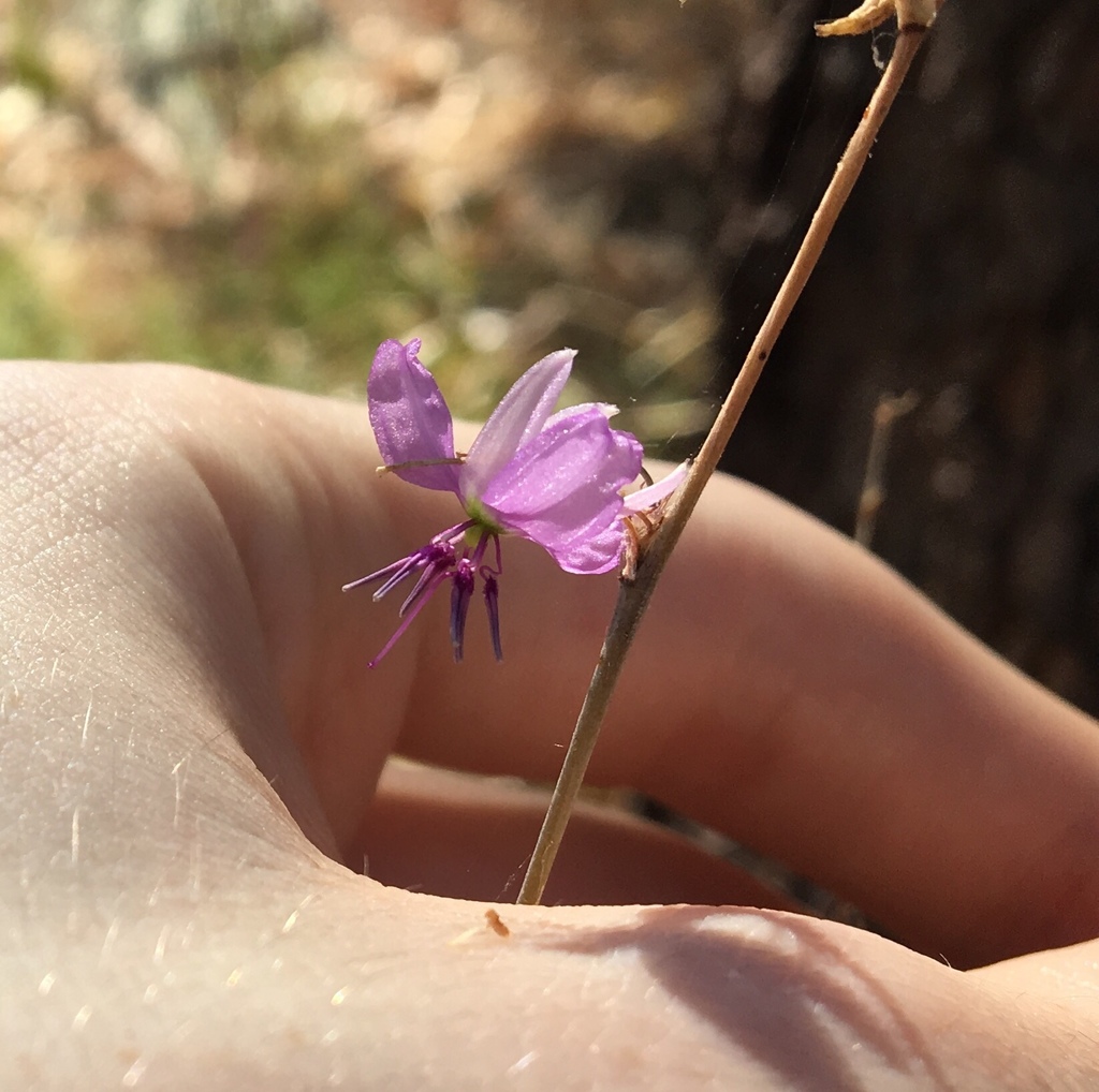 Dichopogon capillipes (Dichopogon capillipes)