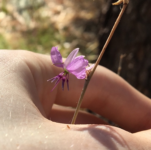 Dichopogon capillipes (Dichopogon capillipes)
