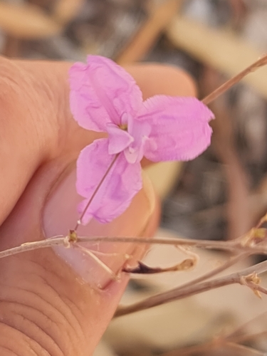 Dichopogon capillipes (Dichopogon capillipes)