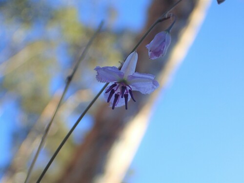 Dichopogon capillipes (Dichopogon capillipes)