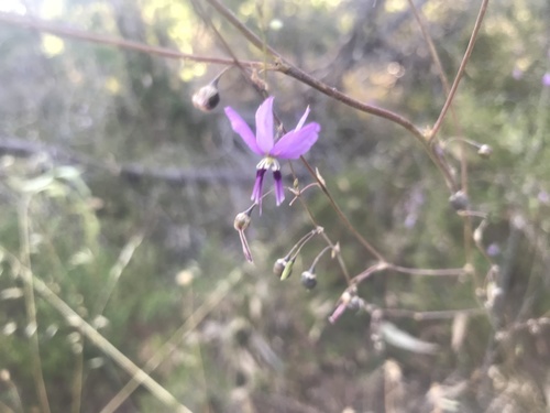 Dichopogon capillipes (Dichopogon capillipes)