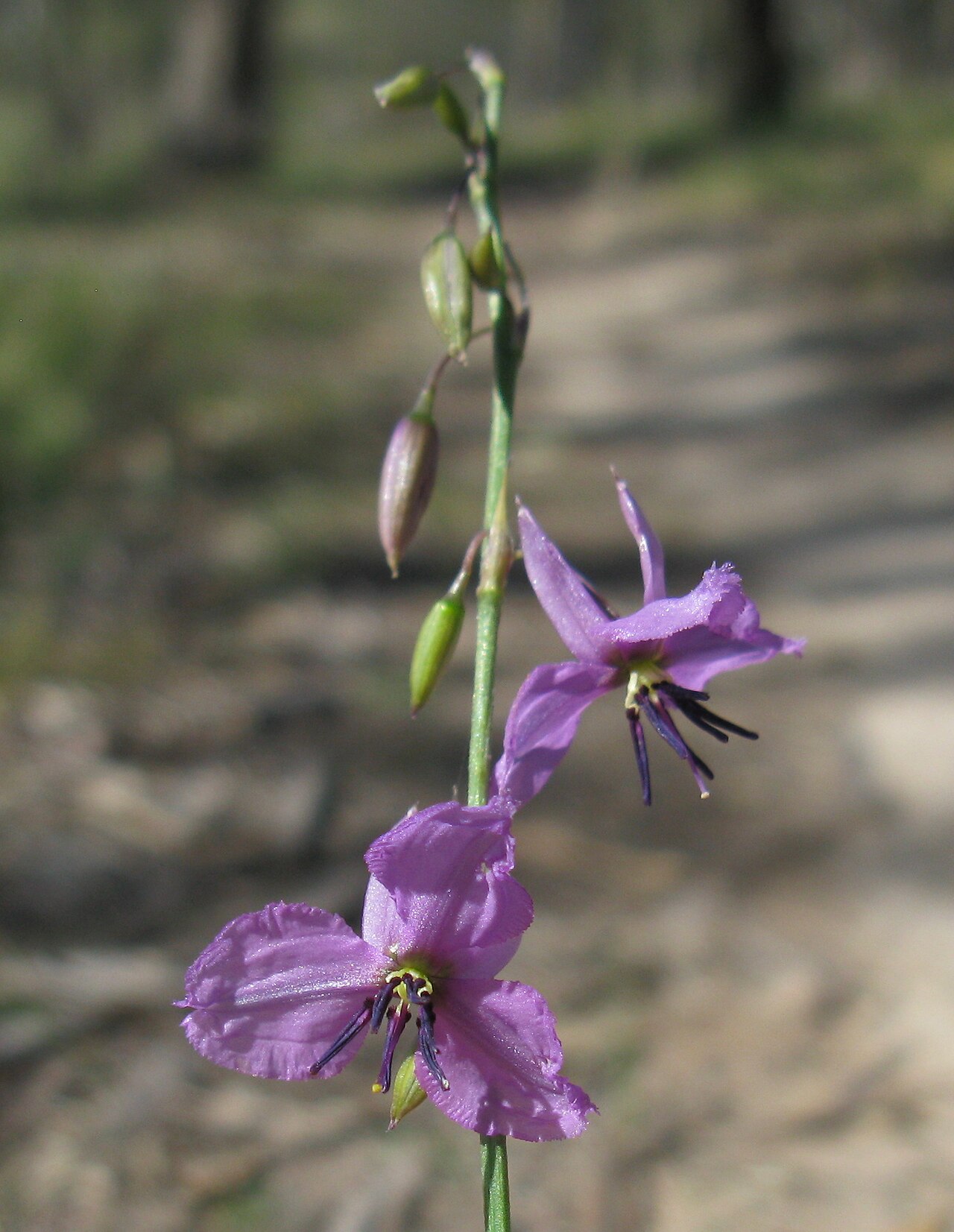 Dichopogon fimbriatus: Native, cool season, perennial, erect herb to about 1 m tall; fibrous roots end in tubers. Leaves 2–10 are radical, linear, 5–35 cm long, usually 1–4 mm wide an