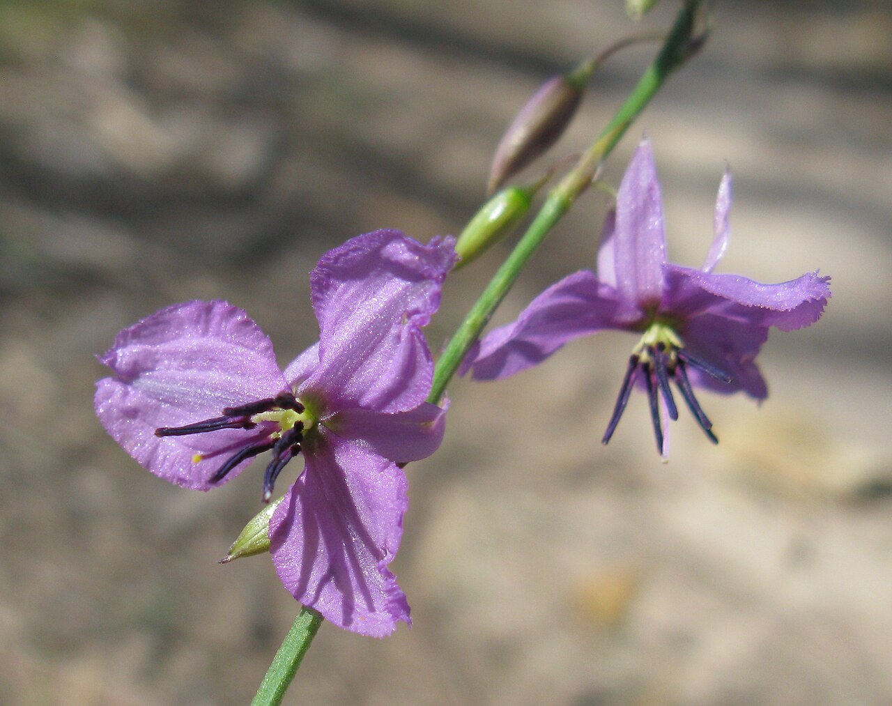 Dichopogon fimbriatus: Native, cool season, perennial, erect herb to about 1 m tall; fibrous roots end in tubers. Leaves 2–10 are radical, linear, 5–35 cm long, usually 1–4 mm wide an