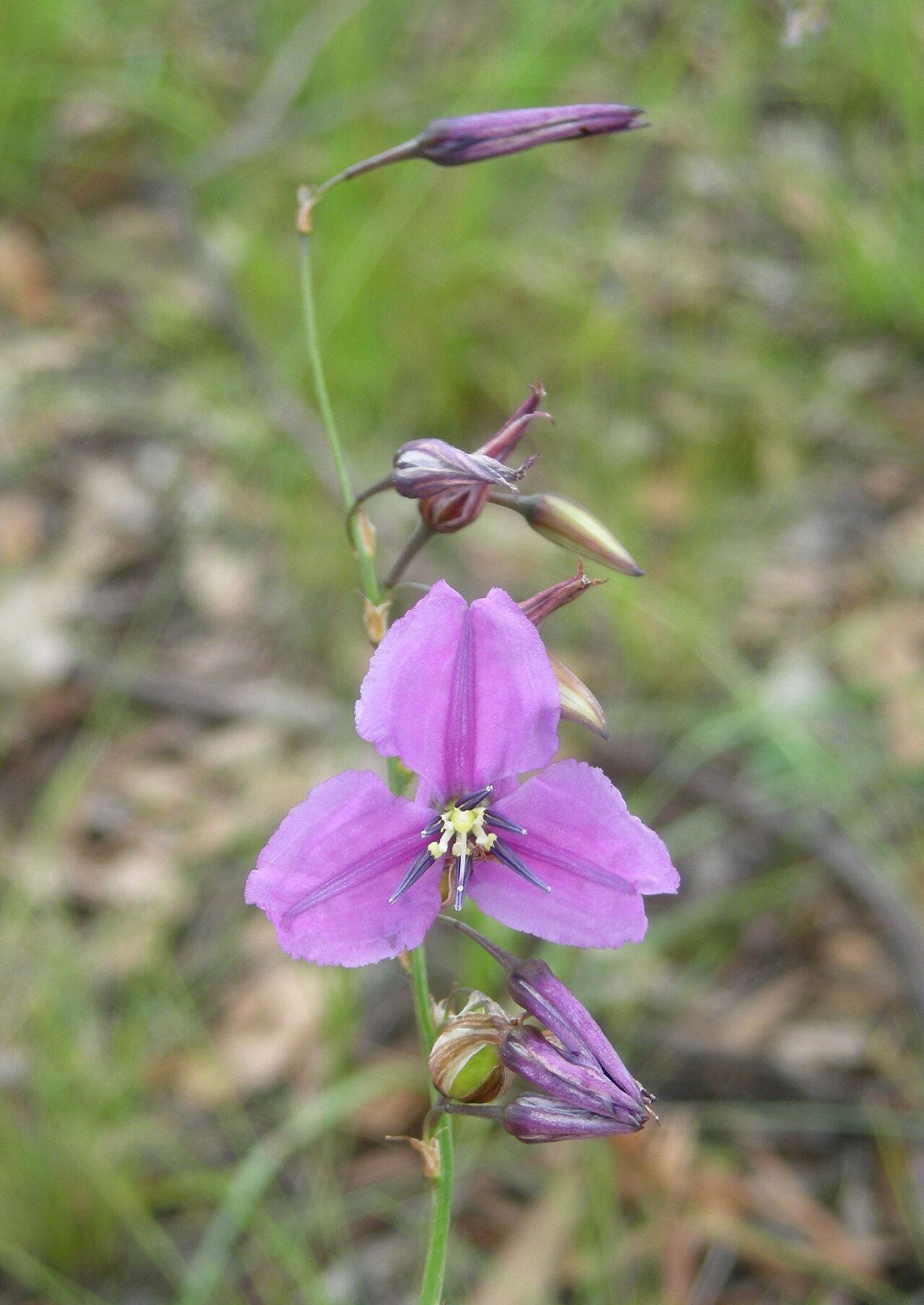 Dichopogon fimbriatus: Native, cool season, perennial, erect herb to about 1 m tall; fibrous roots end in tubers. Leaves 2–10 are radical, linear, 5–35 cm long, usually 1–4 mm wide an