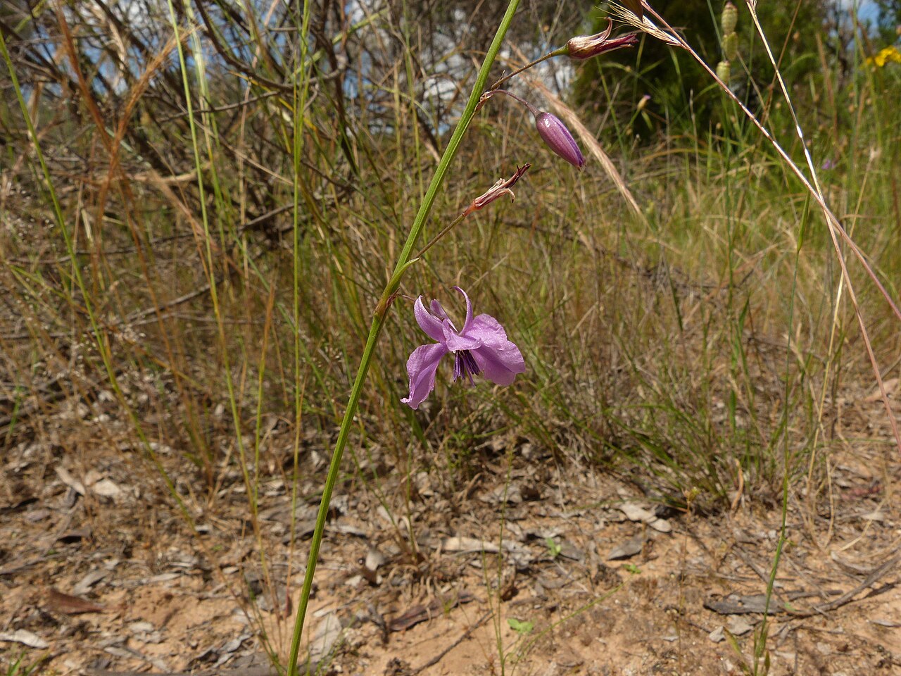 Dichopogon fimbriatus: Dichopogon fimbriatus (R.Br.) J.F.Macbr., Black Mountain, Canberra, ACT, 23 November 2010