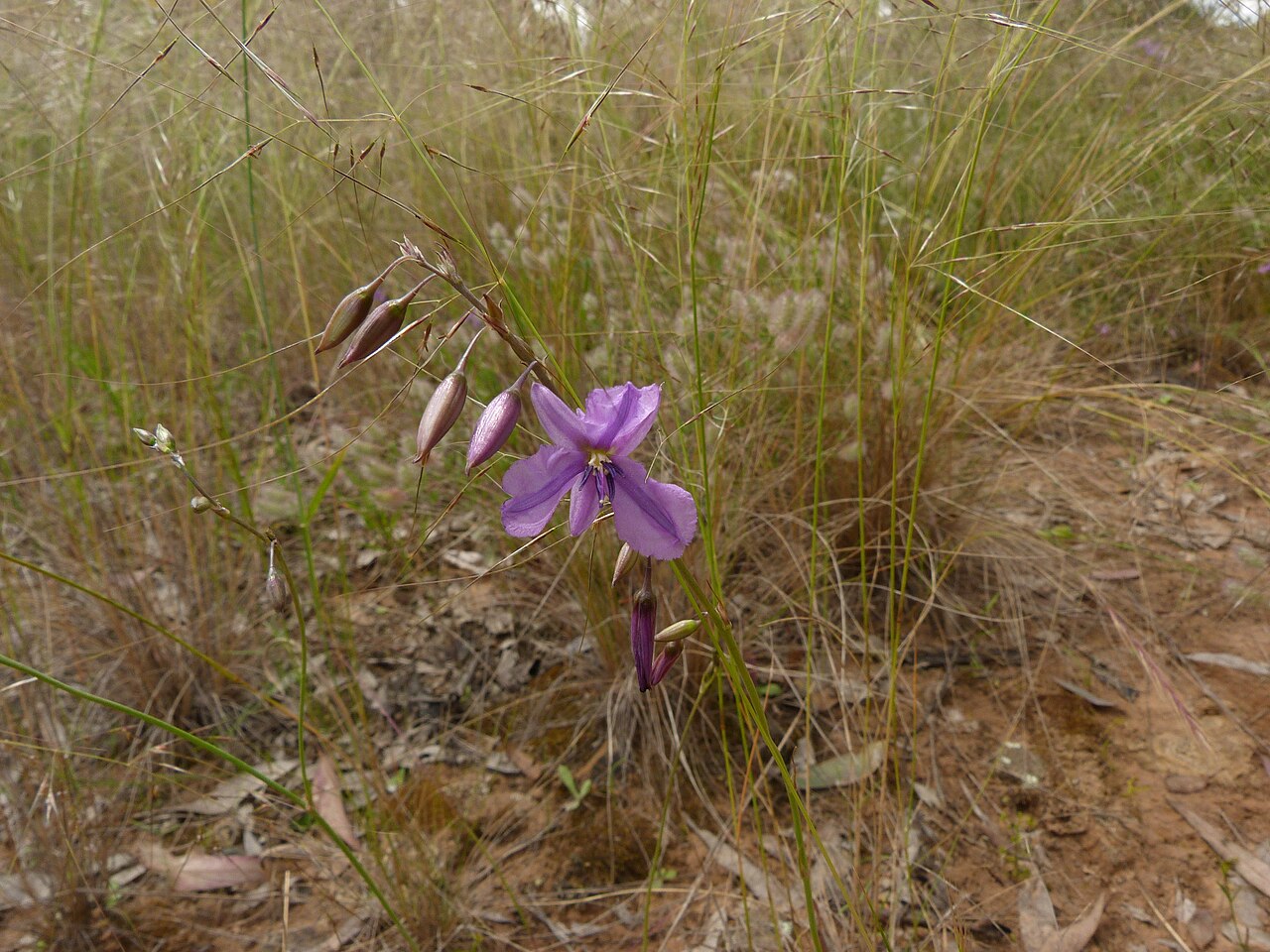 Dichopogon fimbriatus: Dichopogon fimbriatus (R.Br.) J.F.Macbr., Black Mountain, Canberra, ACT, 23 November 2010