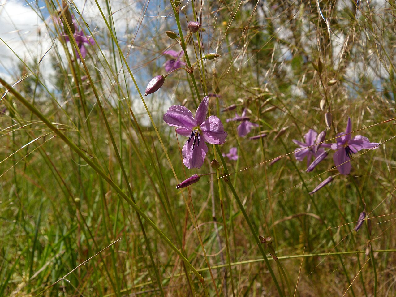 Dichopogon fimbriatus: Dichopogon fimbriatus (R.Br.) J.F.Macbr., Black Mountain, Canberra, ACT, 23 November 2010