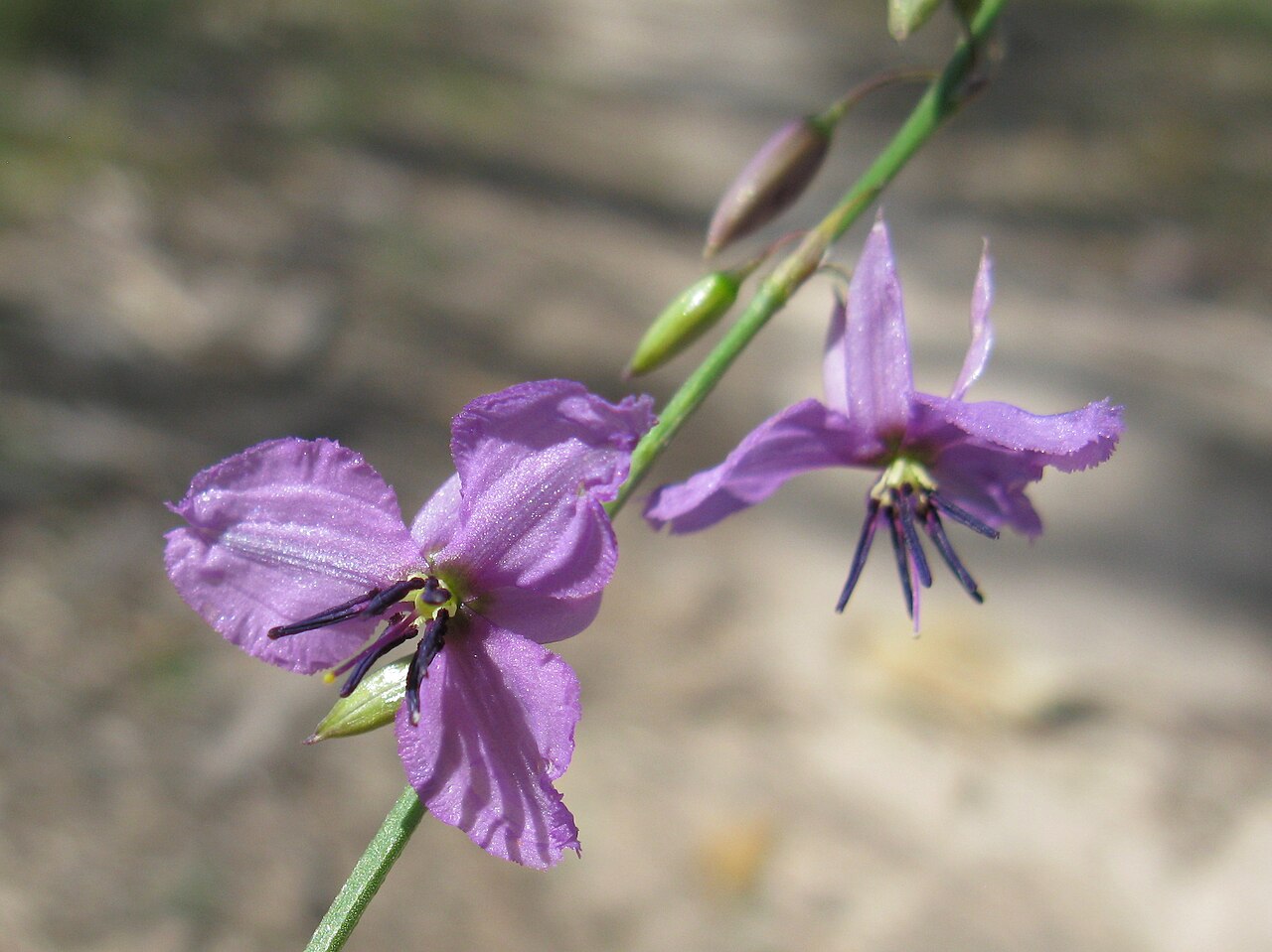 Dichopogon fimbriatus: Native, cool season, perennial, erect herb to about 1 m tall; fibrous roots end in tubers. Leaves 2–10 are radical, linear, 5–35 cm long, usually 1–4 mm wide an