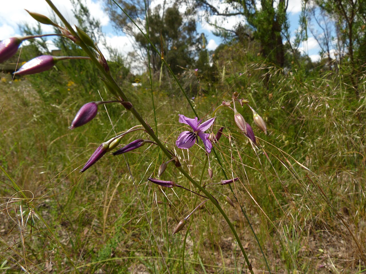 Dichopogon fimbriatus: Dichopogon fimbriatus (R.Br.) J.F.Macbr., Black Mountain, Canberra, ACT, 23 November 2010