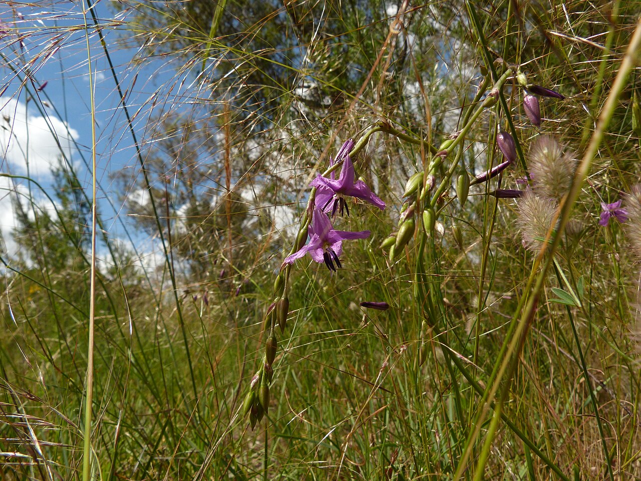 Dichopogon fimbriatus: Dichopogon fimbriatus (R.Br.) J.F.Macbr., Black Mountain, Canberra, ACT, 23 November 2010