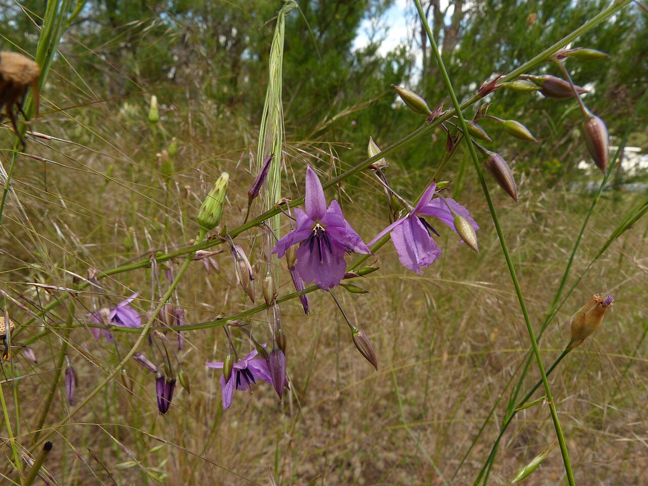 Dichopogon fimbriatus: Dichopogon fimbriatus (R.Br.) J.F.Macbr., Black Mountain, Canberra, ACT, 23 November 2010