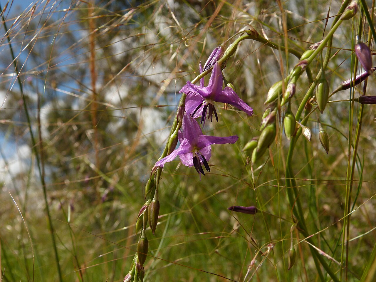 Dichopogon fimbriatus: Dichopogon fimbriatus (R.Br.) J.F.Macbr., Black Mountain, Canberra, ACT, 23 November 2010