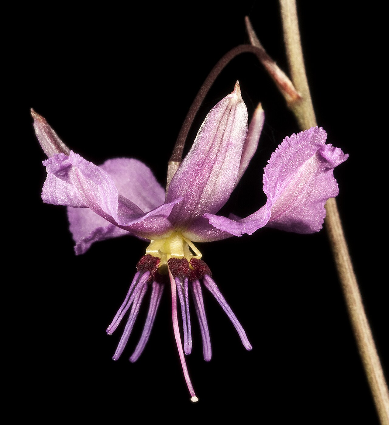 Dichopogon preissii: KRT4368