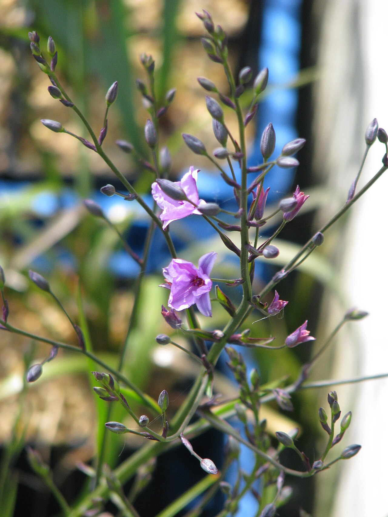 Dichopogon strictus: First flowers on this batch at the nursery and loads more to come