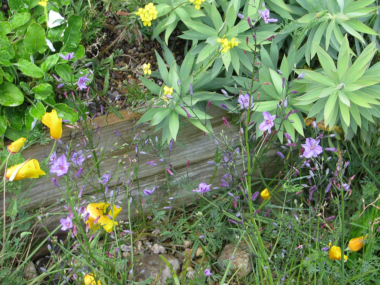 Dichopogon strictus: My first year offering this. The flowers in life are more pink than this. Strange camera...