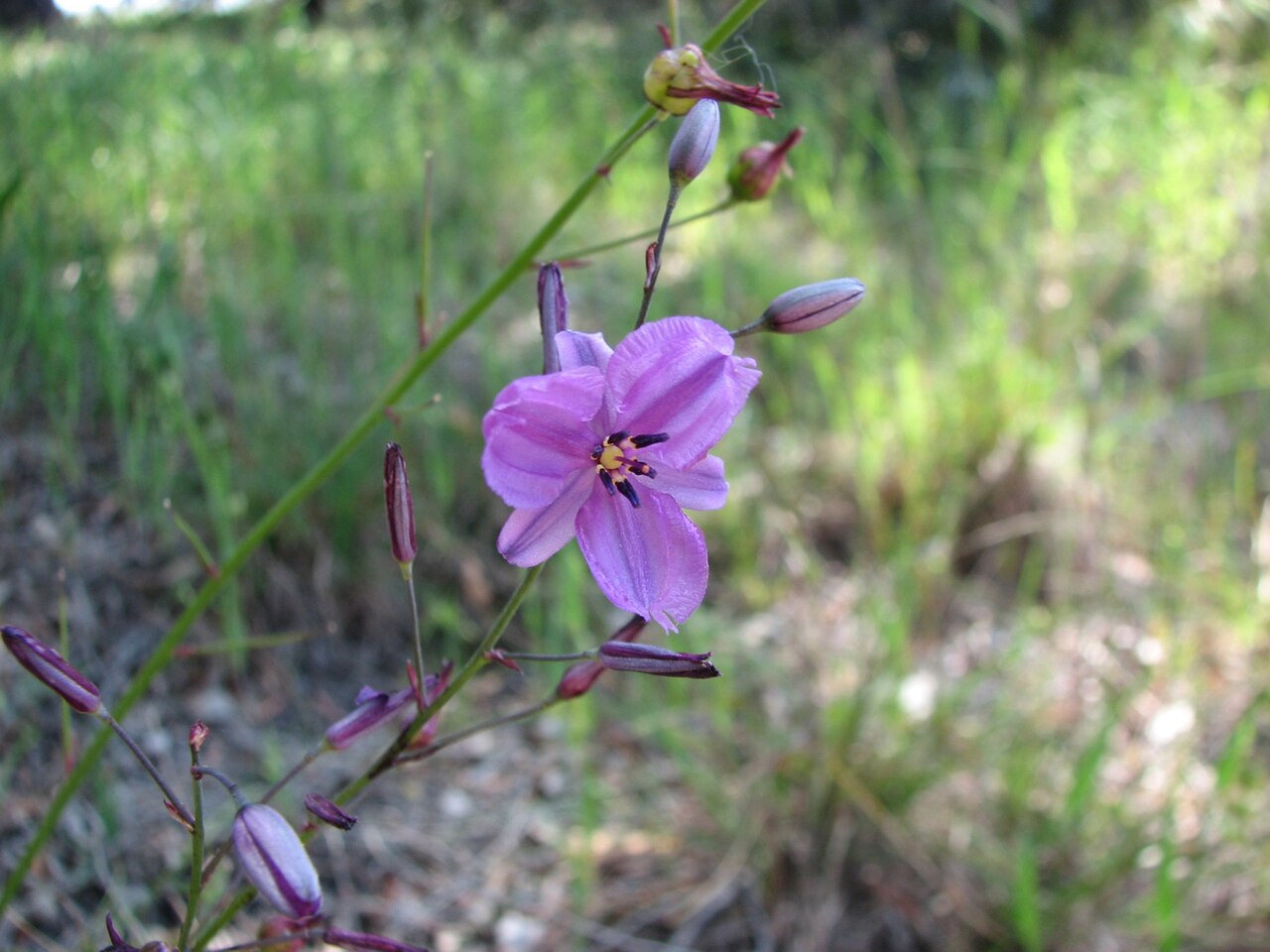 Dichopogon strictus: Arthropodium strictum , Peter Francis Points Arboretum, Coleraine, Victoria, Australia