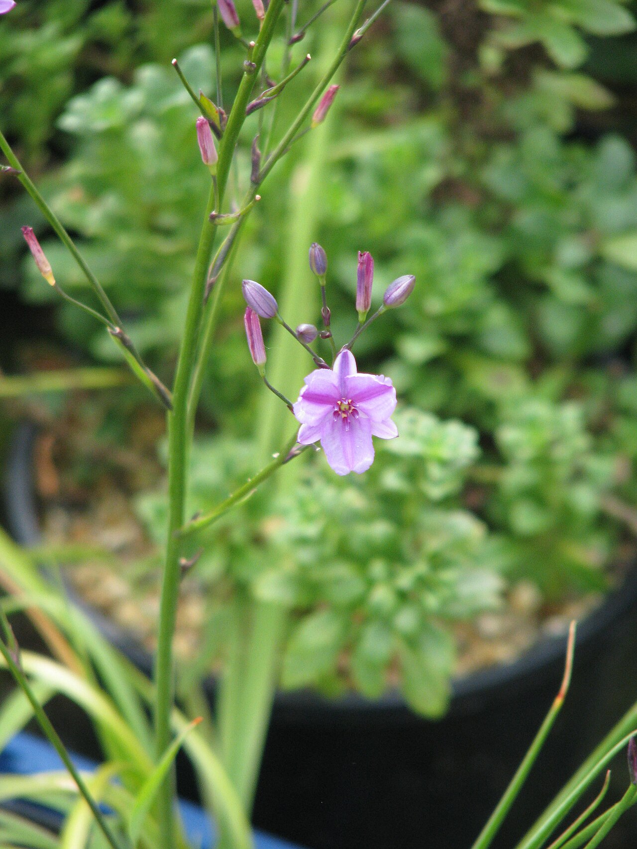 Dichopogon strictus: Dichopogon strictus