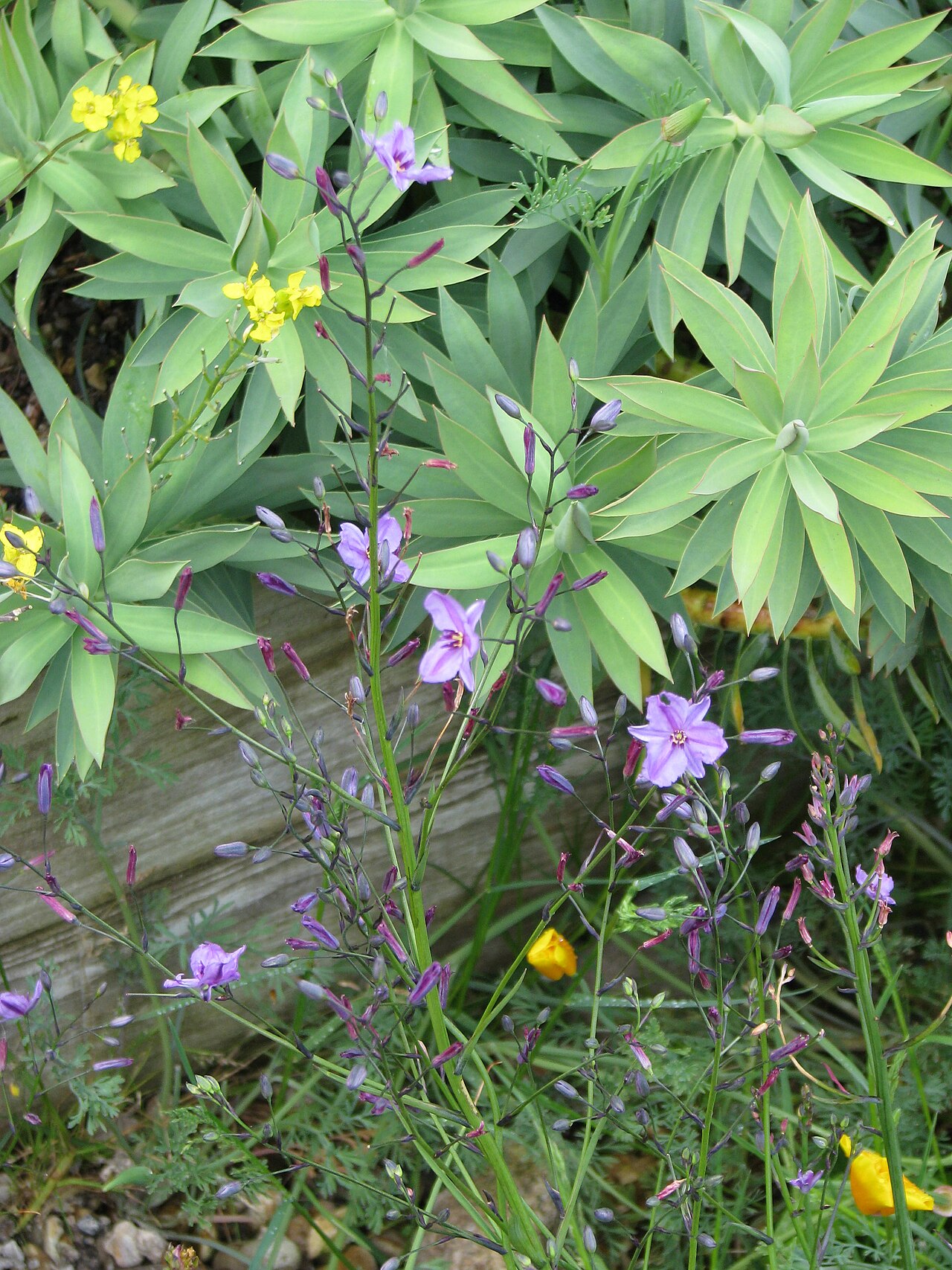 Dichopogon strictus: Dichopogon strictus