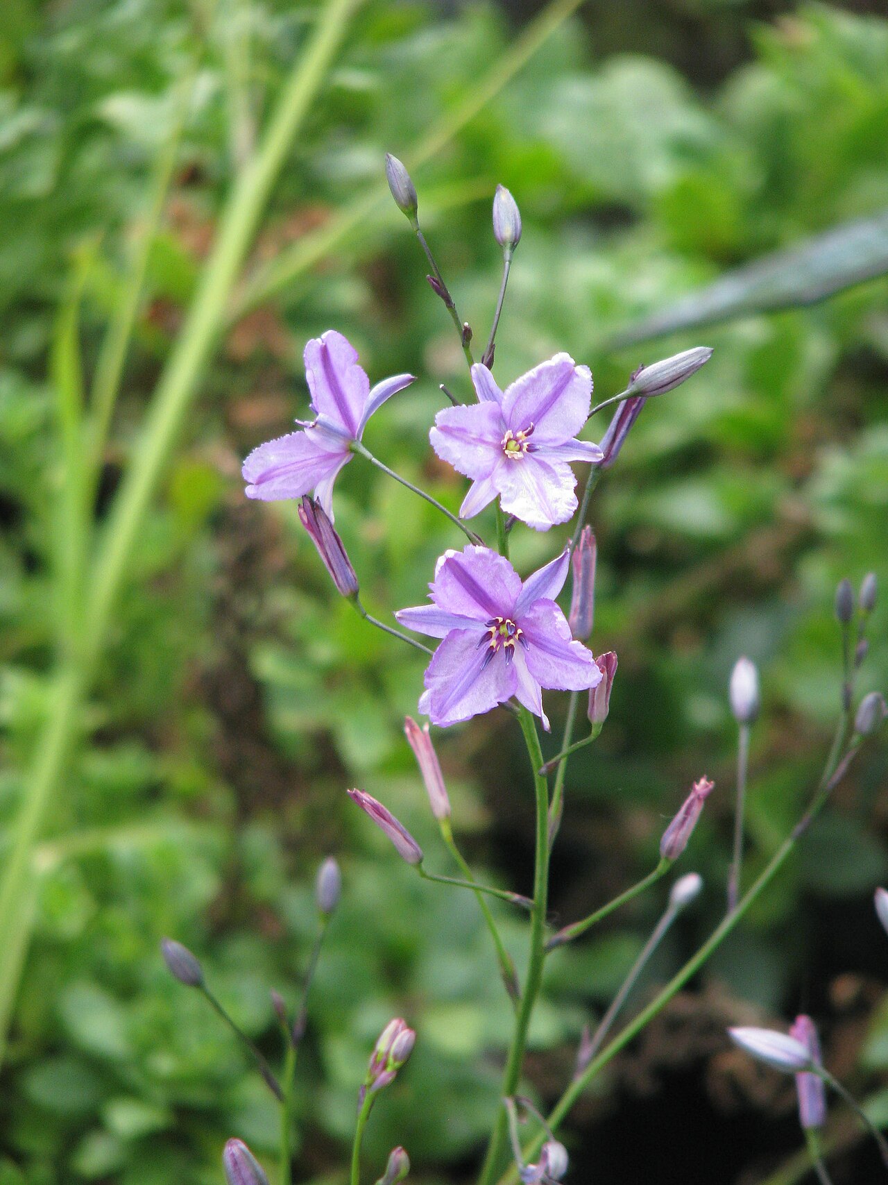 Dichopogon strictus: Dichopogon strictus
