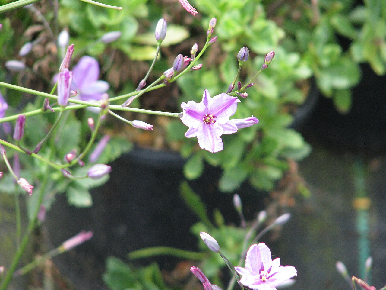 Dichopogon strictus: Dichopogon strictus