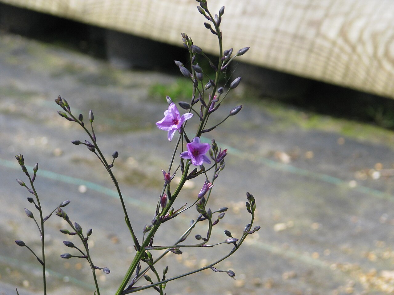 Dichopogon strictus: Dichopogon strictus