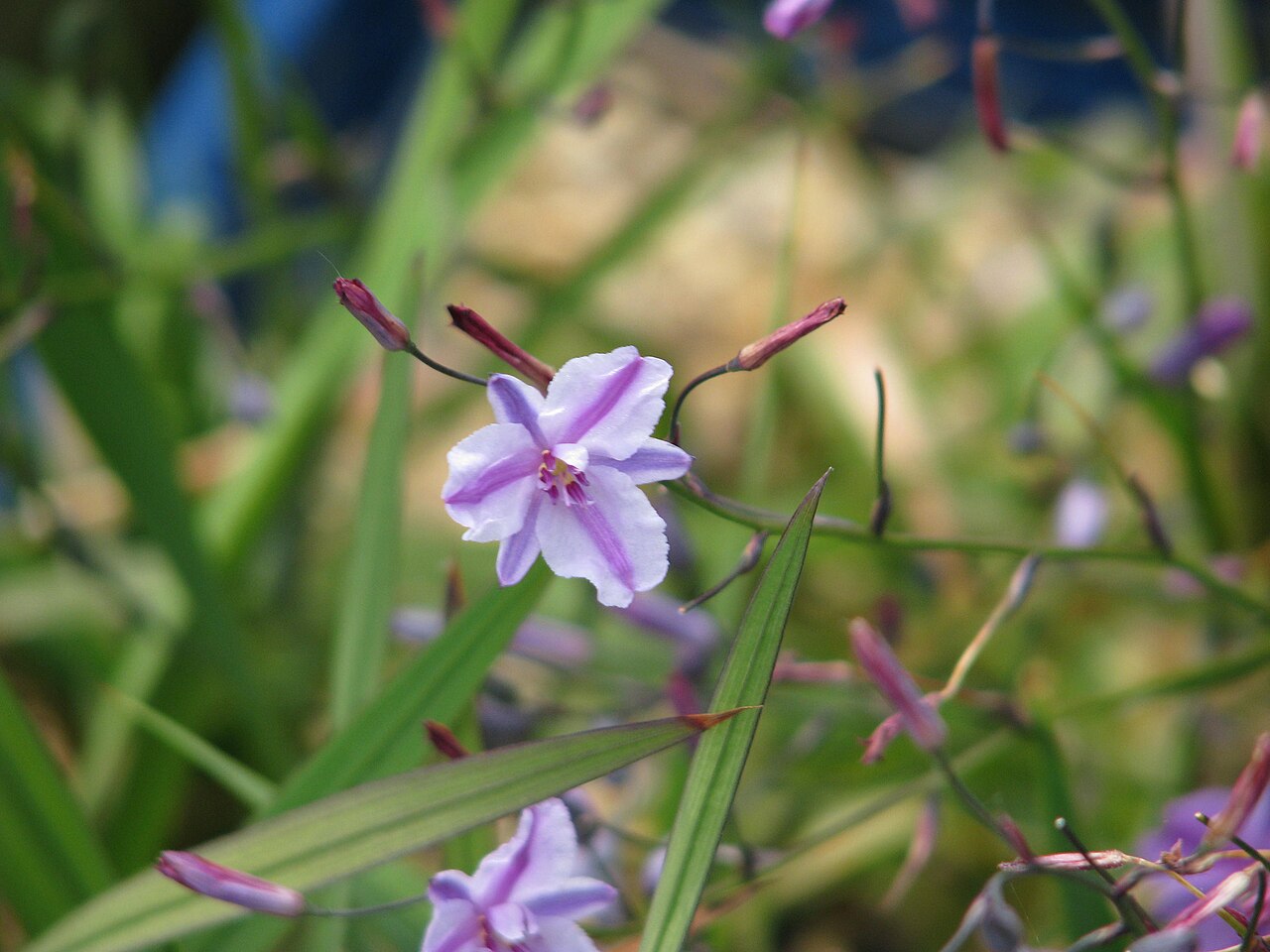 Dichopogon strictus: Dichopogon strictus
