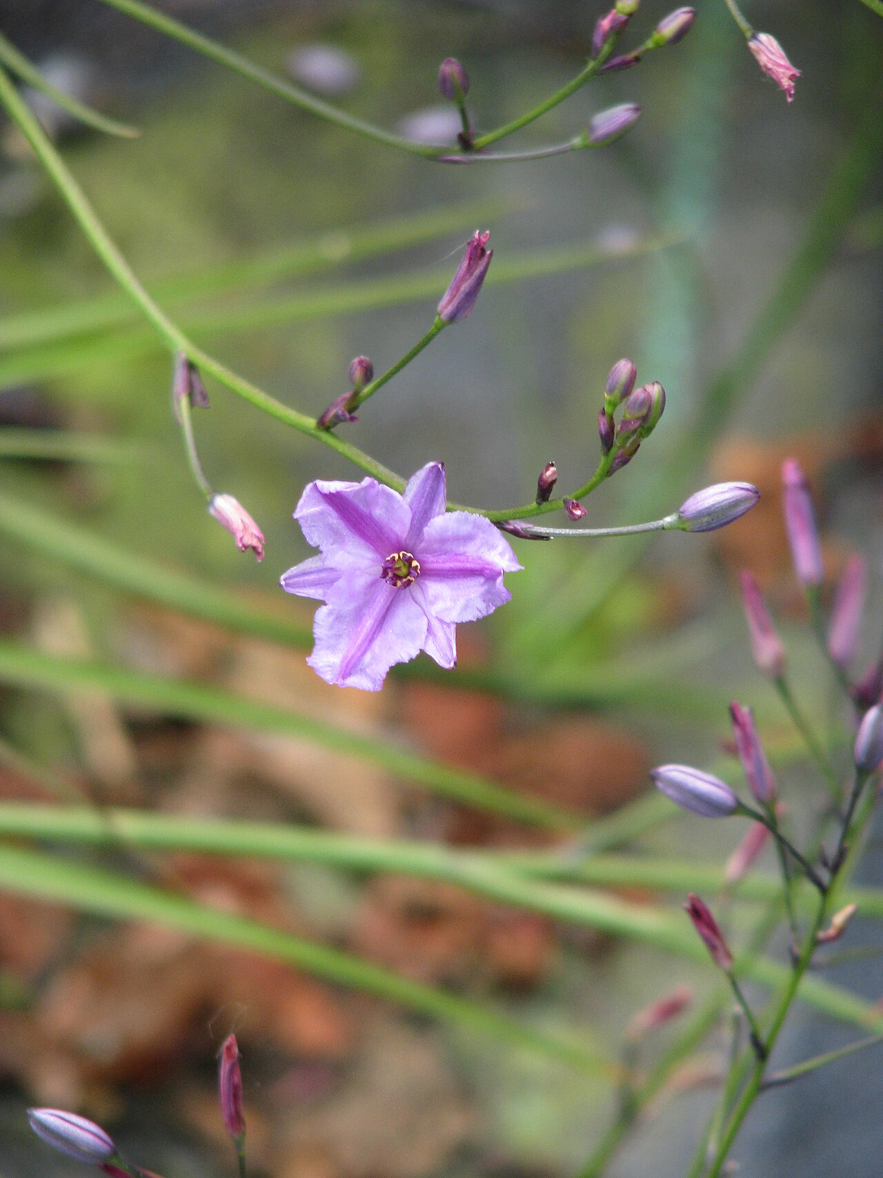 Dichopogon strictus: Dichopogon strictus