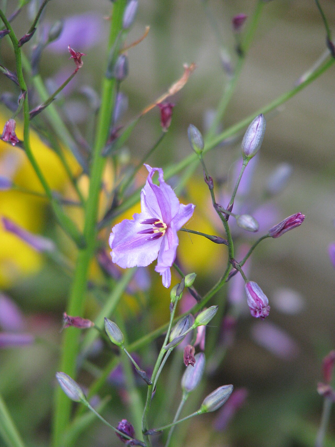 Dichopogon strictus: Dichopogon strictus