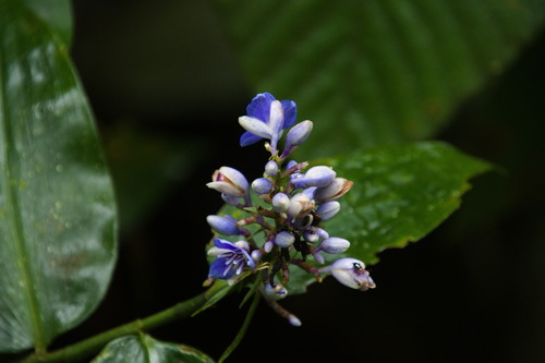 Dichorisandra hexandra (Dichorisandra hexandra)