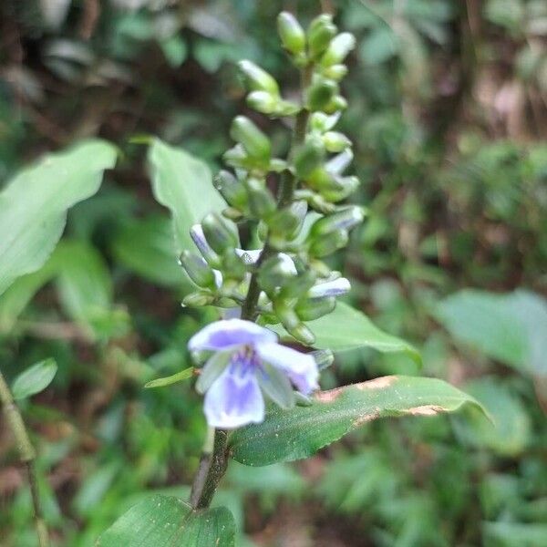 Dichorisandra hexandra (Dichorisandra hexandra)