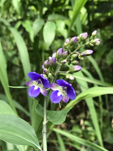 Dichorisandra hexandra (Dichorisandra hexandra)