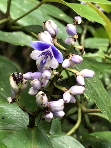 Dichorisandra hexandra (Dichorisandra hexandra)