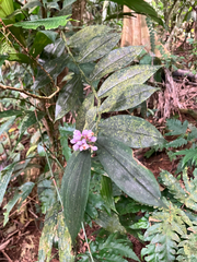 Dichorisandra hexandra (Dichorisandra hexandra)