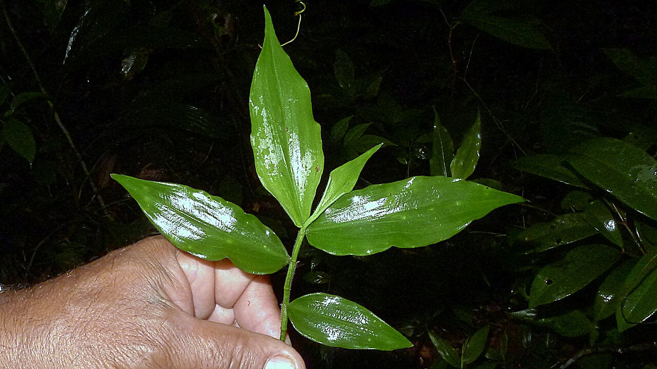 Dichorisandra hexandra: Dichorisandra hexandra (Aubl.) Standl.