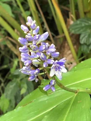 Dichorisandra hexandra (Dichorisandra hexandra)