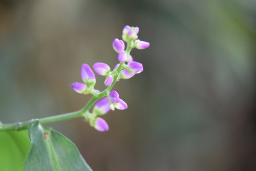 Dichorisandra hexandra (Dichorisandra hexandra)