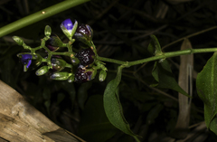 Dichorisandra hexandra (Dichorisandra hexandra)