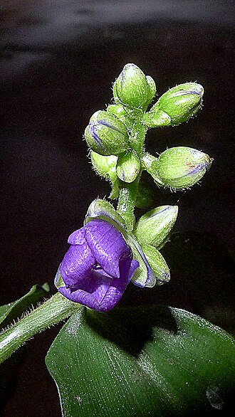 Dichorisandra hexandra: Dichorisandra hexandra (Aubl.) Standl.