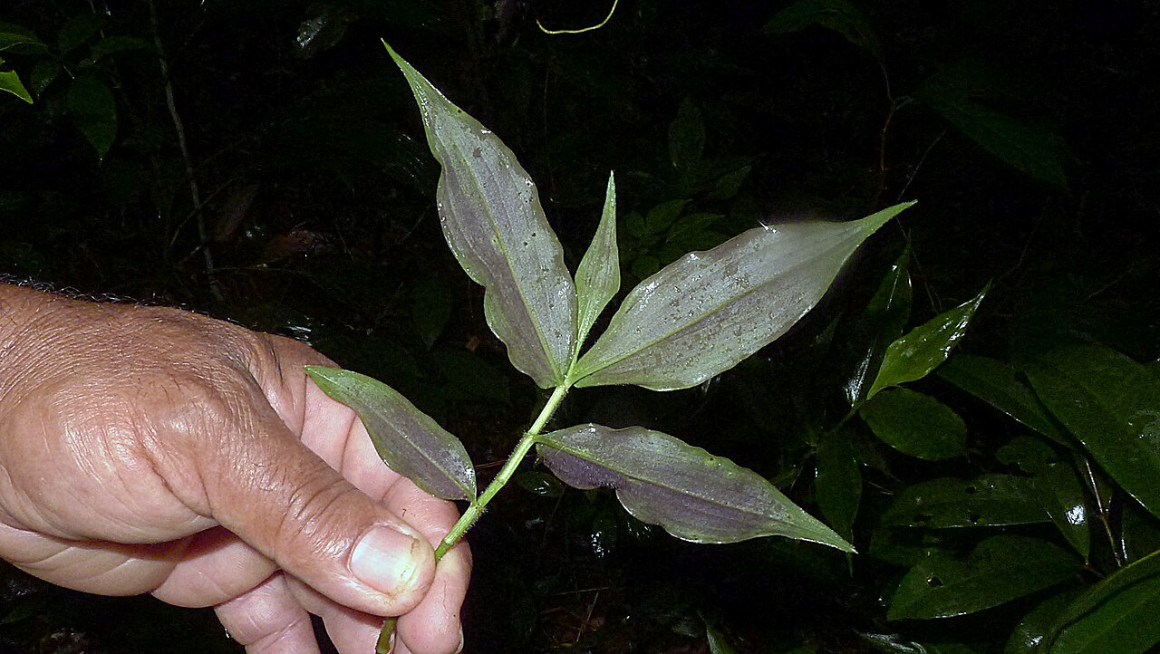 Dichorisandra hexandra: Dichorisandra hexandra (Aubl.) Standl.