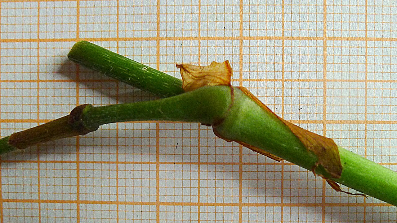 Dichorisandra hexandra: Dichorisandra hexandra (Aubl.) Standl.