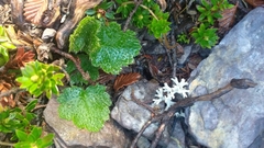 Dichosciadium ranunculaceum (Dichosciadium ranunculaceum)